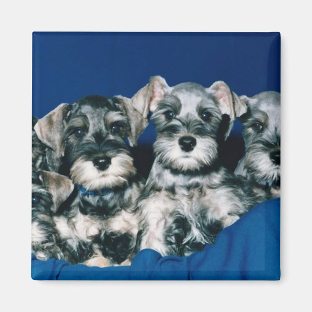 Miniature Schnauzer Puppies Magnet (Front)