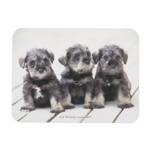 Miniature Schnauzer Puppies Magnet