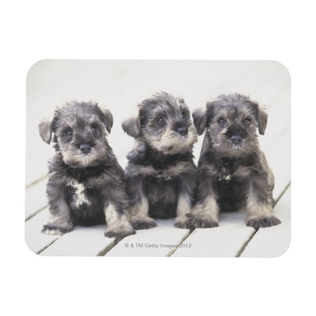 Miniature Schnauzer Puppies Magnet (Horizontal)