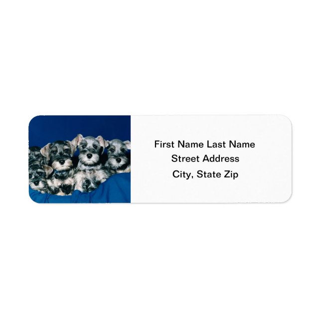 Miniature Schnauzer Puppies Return Address Label (Front)