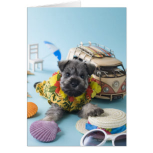 Miniature Schnauzer Puppy and Summer Vacation