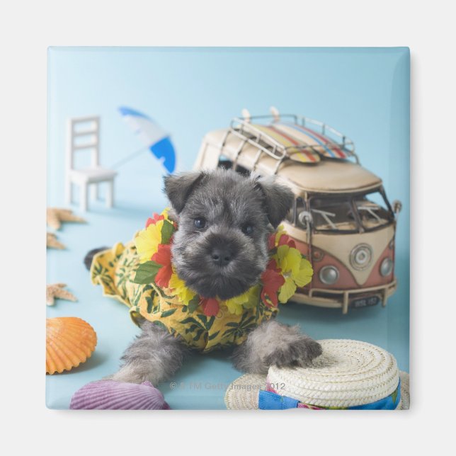 Miniature Schnauzer Puppy and Summer Vacation Magnet (Front)