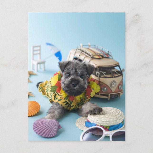 Miniature Schnauzer Puppy and Summer Vacation Postcard (Front)