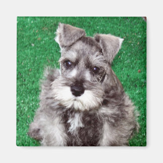 Miniature Schnauzer Puppy Magnet