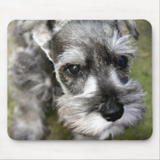 Miniature Schnauzer Puppy Mousepad
