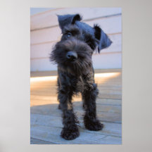 Miniature Schnauzer Puppy Poster