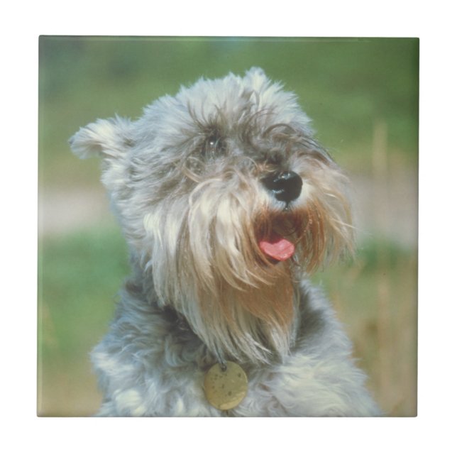Miniature Schnauzer Silver Tile (Front)