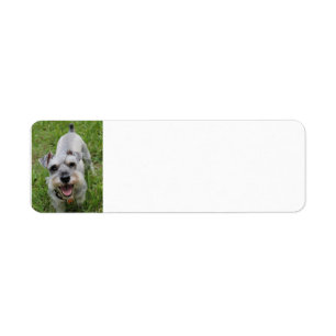 miniature schnauzer smiling return address label