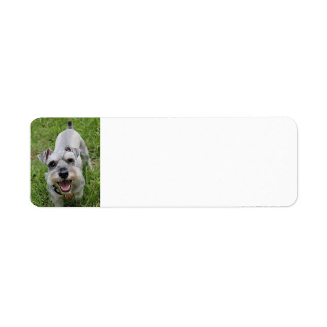 miniature schnauzer smiling return address label (Front)