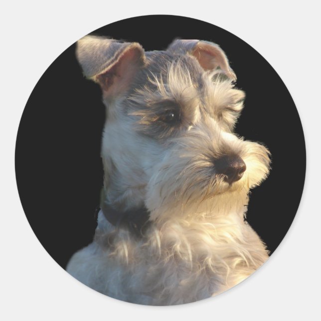 Miniature Schnauzer Sticker (Front)
