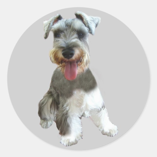 Miniature Schnauzer Sticker (Front)
