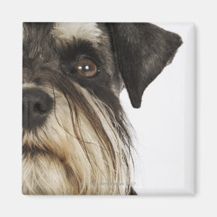 Miniature Schnauzer, studio shot, close-up Magnet