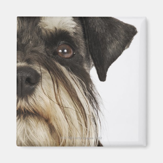 Miniature Schnauzer, studio shot, close-up Magnet (Front)