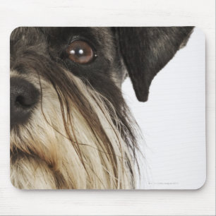 Miniature Schnauzer, studio shot, close-up Mouse Pad