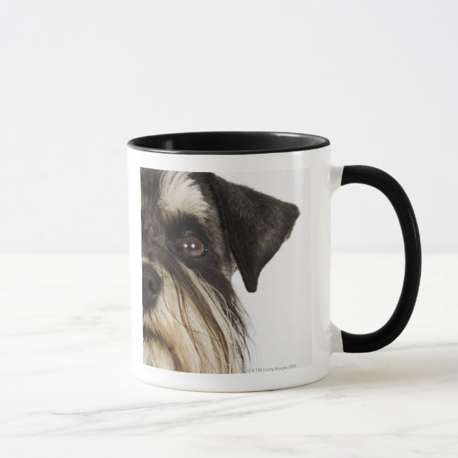 Miniature Schnauzer, studio shot, close-up Mug (Right)