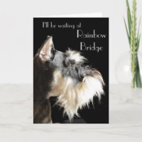 Miniature Schnauzer sympathy