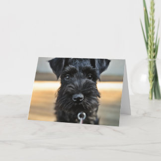 Miniature Schnauzer Valentine's Day Greeting Card
