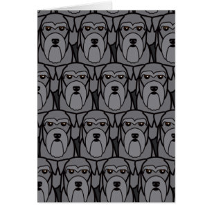 Miniature Schnauzers