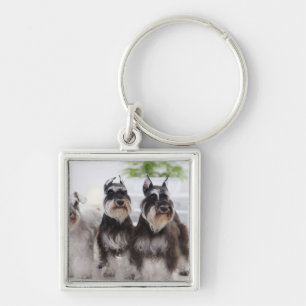 Miniature Schnauzers standing at edge of table Key Ring