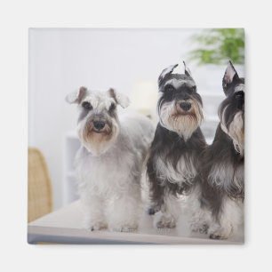 Miniature Schnauzers standing at edge of table Magnet