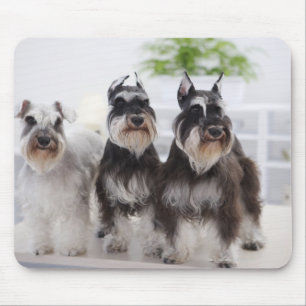Miniature Schnauzers standing at edge of table Mouse Pad