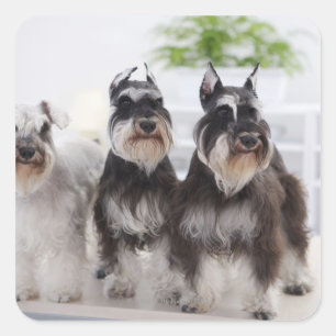 Miniature Schnauzers standing at edge of table Square Sticker