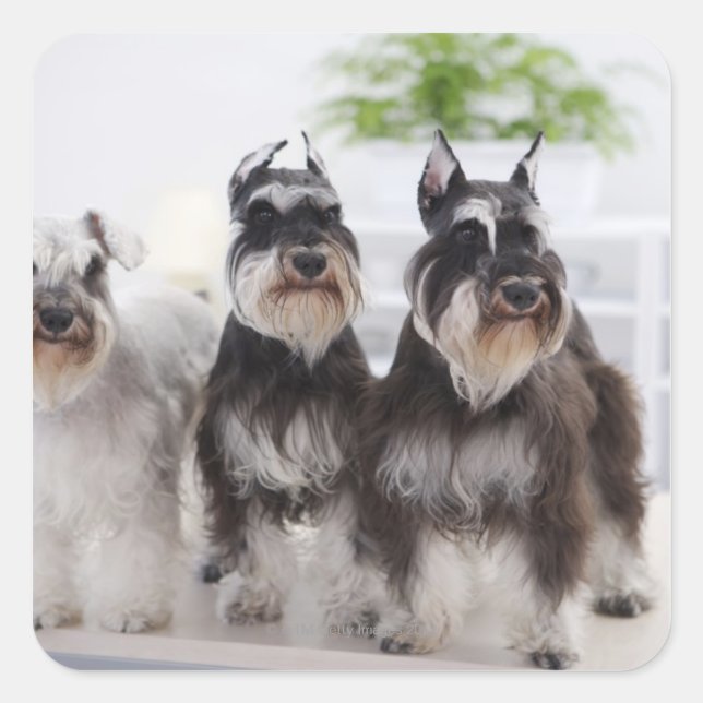 Miniature Schnauzers standing at edge of table Square Sticker (Front)