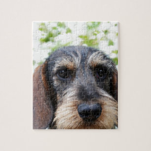 Miniature Wire Haired Dachshund Jigsaw Puzzle