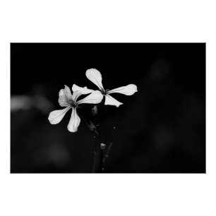 minimal black and white floral poster