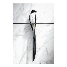Minimalist Bird on Wire Photography