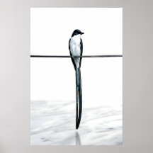 Minimalist Bird on Wire Photography