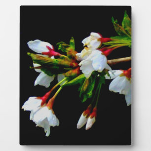 Minimalist Black White flowering Cherry Blossoms Plaque