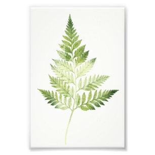 Minimalist Green Fern Botanical Illustration Photo Print