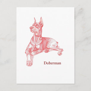 Minimalist Red Pencil Doberman Pinscher Sketch Postcard