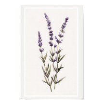 Minimalist Watercolour Lavender Flower Stem