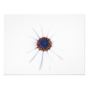 Minimalist White Daisy flower on White Background Photo Print