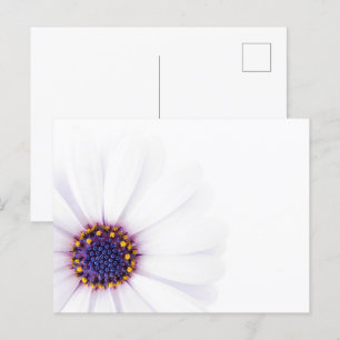 Minimalist White Daisy flower on White Background Postcard