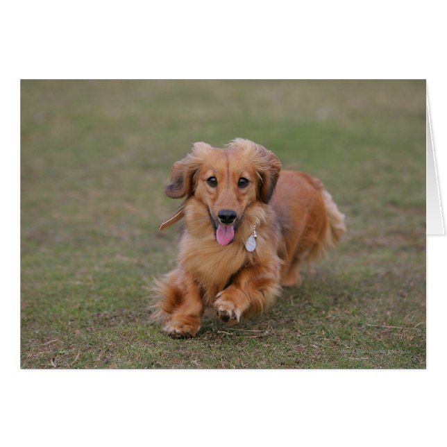 Miniture Dachshund Running (Front Horizontal)
