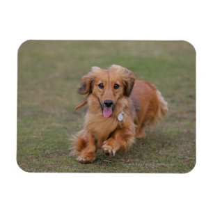 Miniture Dachshund Running Magnet