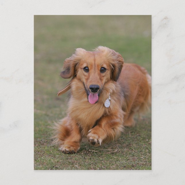 Miniture Dachshund Running Postcard (Front)