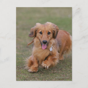 Miniture Dachshund Running Postcard