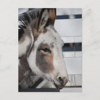 miniture donkey postcard