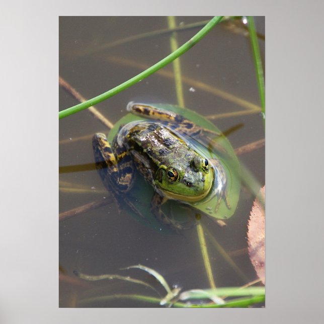 Mink Frog Poster (Front)