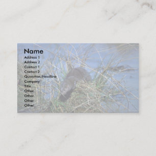 Mink resting on grassy tussock in marsh business card