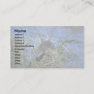 Mink resting on grassy tussock in marsh business card