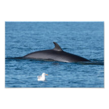 Minke whale and seagull in Northern Norway nature