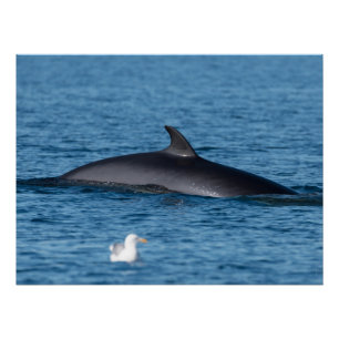 Minke whale and seagull in Northern Norway nature Poster