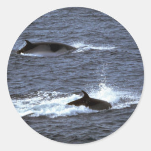 Minke whale classic round sticker