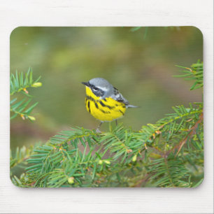 Minnesota, Mendota Heights, Magnolia Warbler Mouse Pad