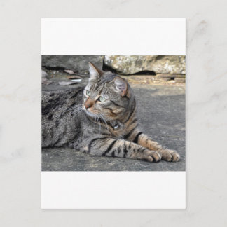 Minnie the Minx Postcard
